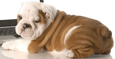 Bulldog Inglés - Origen, características, alimentación y mucho más