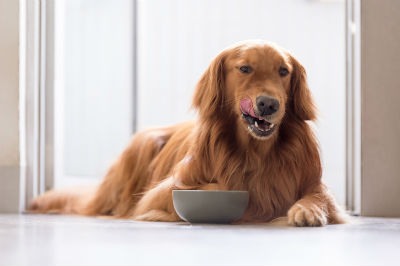 Cómo elegir el mejor pienso para perros, de carne o de pescado