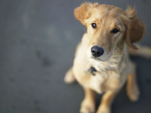 Cómo influye la alimentación en el pelo y la piel de nuestro perro