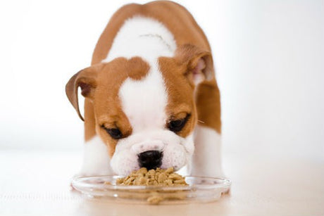 Cómo alimentar a un cachorro: consejos y trucos