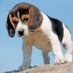 10 de las Razas de perros mas conocidas