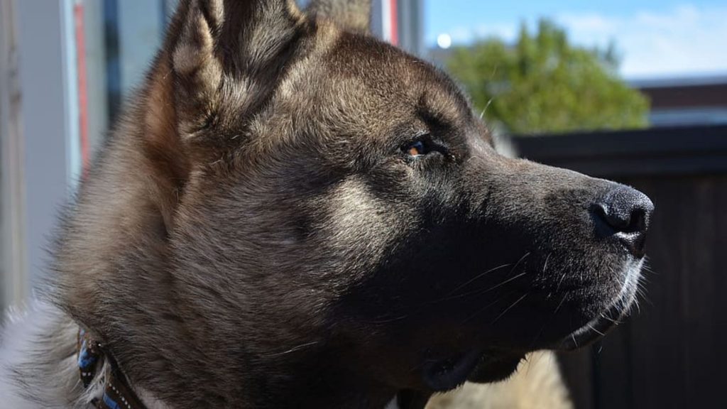 Akita Americano - Una raza de perro muy territorial
