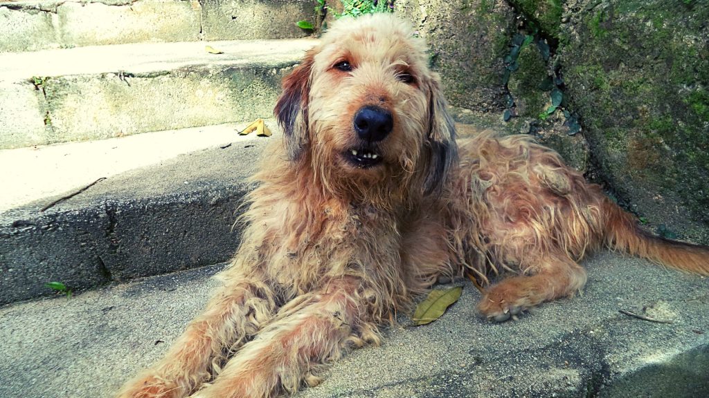 Otterhound - Un perro al borde de la extinción