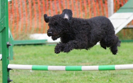 Agility: Deporte y diversión para perros y sus dueños