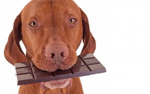 Alimentos que tu perro nunca debe comer