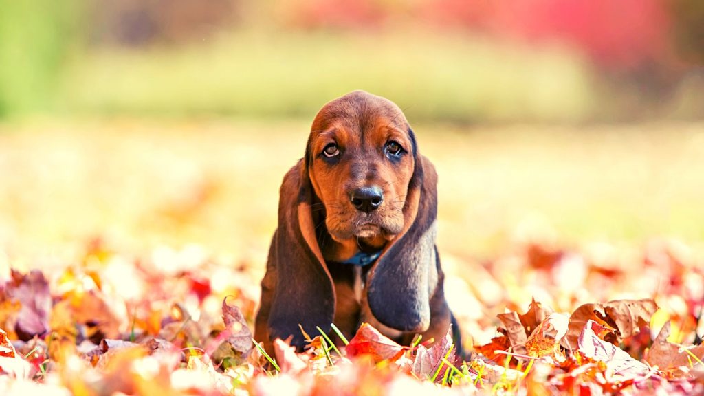 Basset Hound - Descubre este singular perro de caza