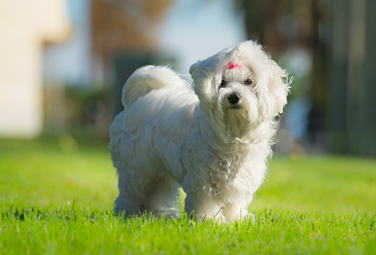 Bichón Maltés | Todo acerca de la raza canina