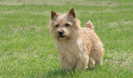 Cairn Terrier - una raza de perros audaz