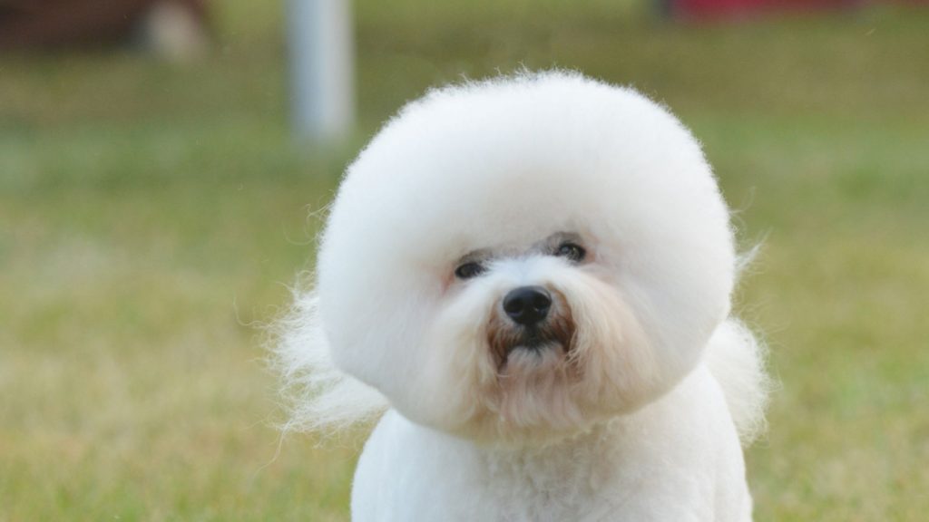 Bichón Frisé - uno de los mejores perros de compañía