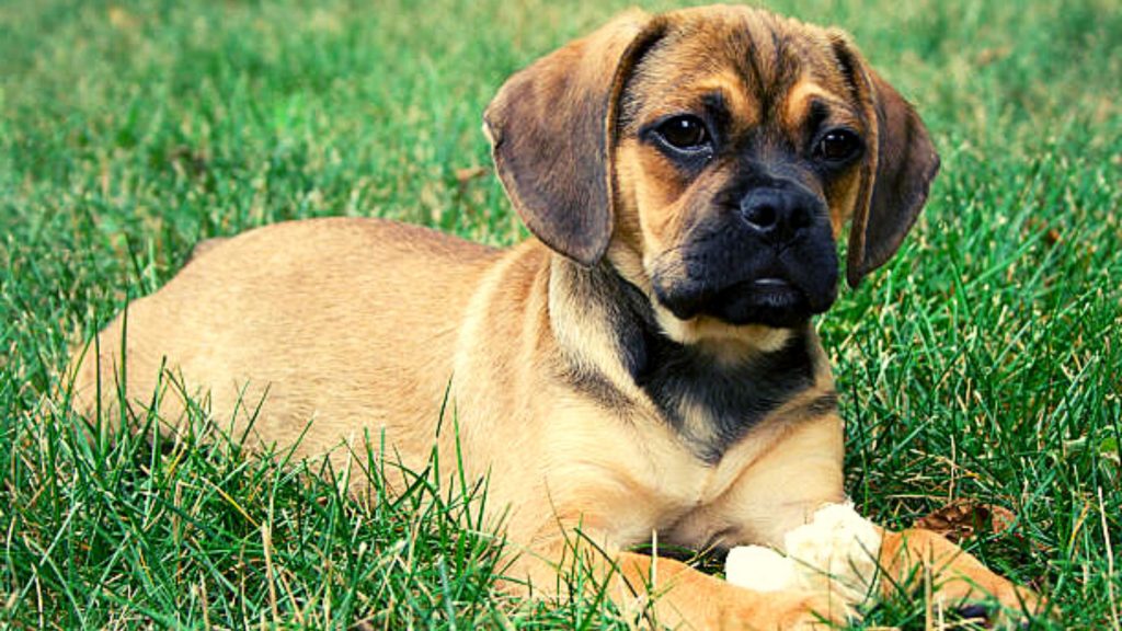 Puggle - Descubre sus características, salud y temperamento