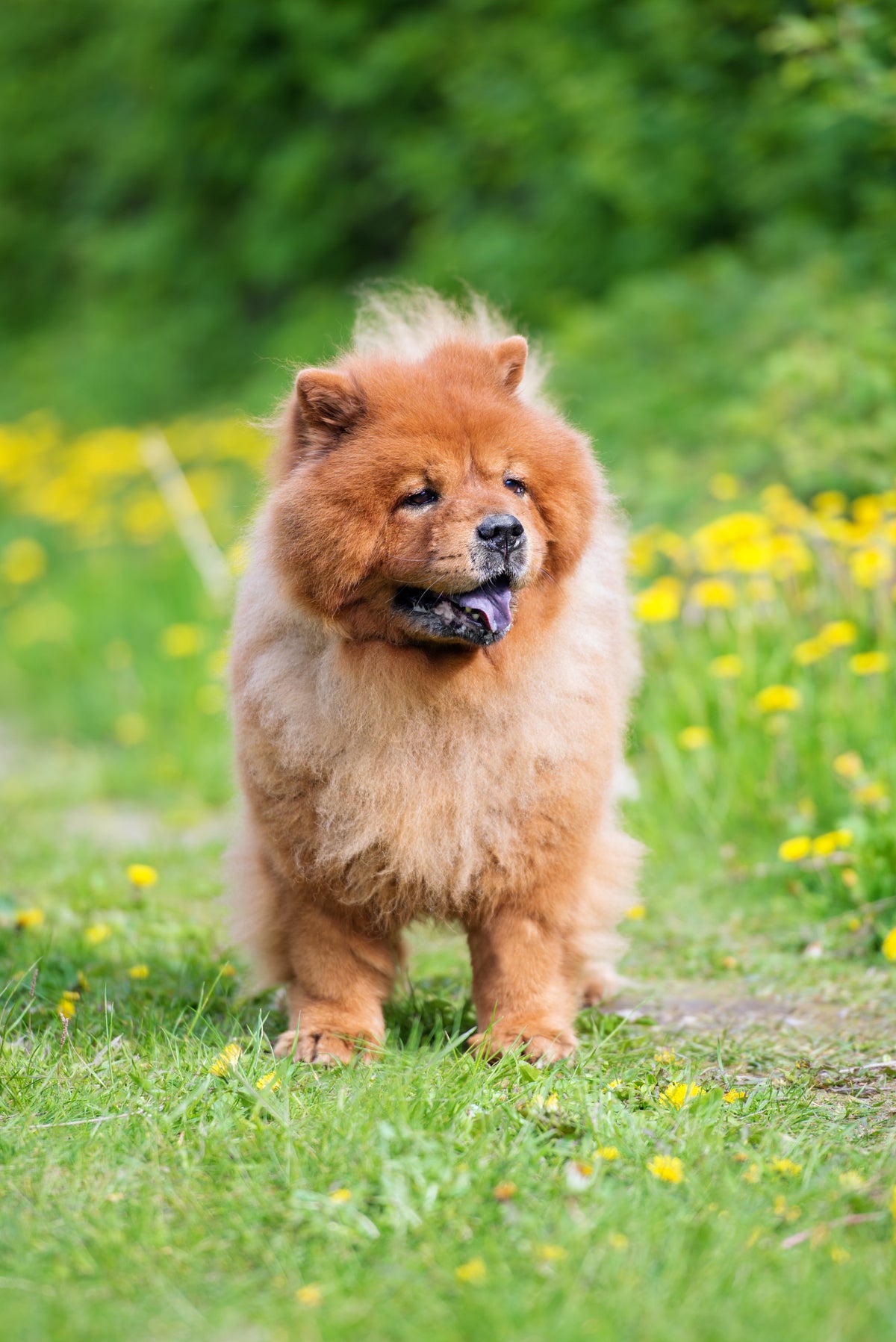El Chow Chow: una raza de perro única y fascinante