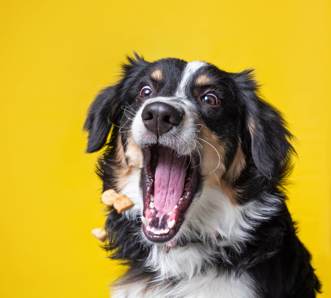 ¿Cuándo debo premiar a mi perro?