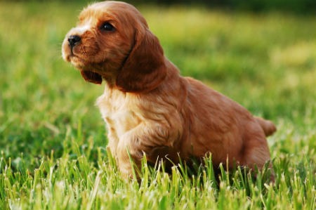 Cocker Spaniel Inglés: Todo lo que necesitas saber sobre esta amorosa raza