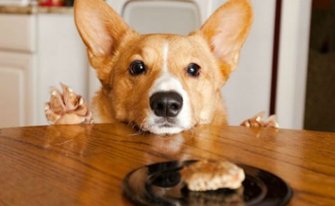 Cómo cambiarle el pienso a nuestro perro paso a paso