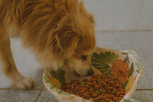 Cómo saber si el pienso que le das a tu perro no le sienta bien