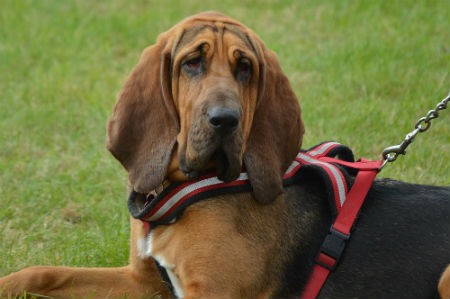 Bloodhound - Conoce a la imponente raza