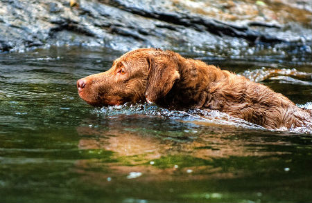 Retriever de Chesapeake - Conoce todas sus características