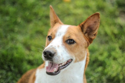 Basenji - Descubre las peculiares características de esta raza