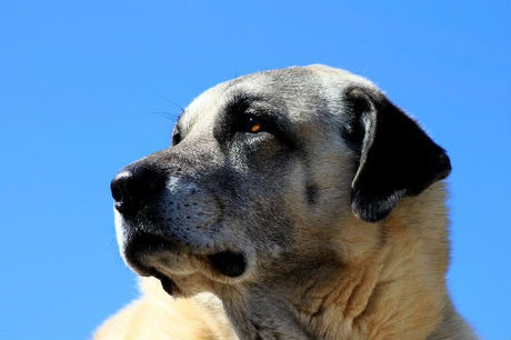 Meet the Fila Brasileiro  Comportamiento de los perros, Razas de perros,  Razas de perros gigantes