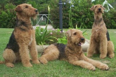 Airedale Terrier - Conociendo al Rey de los Terriers