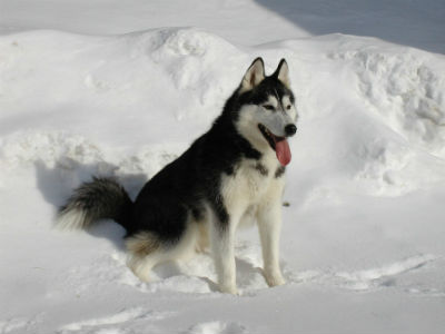 Husky Siberiano, la raza de perro originaria de Siberia