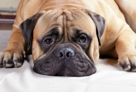 Consejos para ayudar a tu perro a bajar de peso