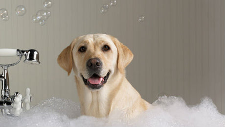 Consejos y trucos para bañar a nuestro perro en casa