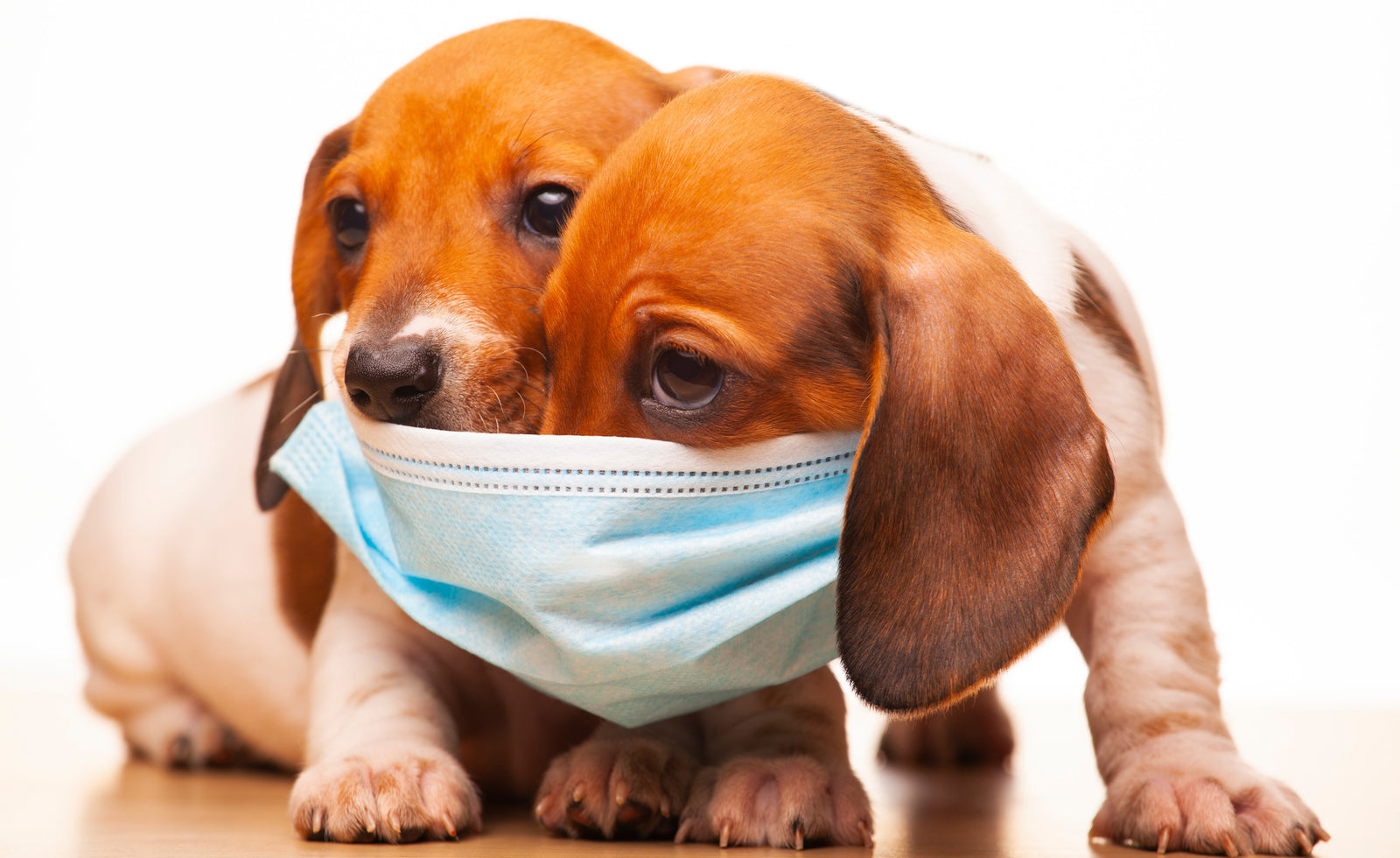 Coronavirus en perros. ¿Existe? ¿Es peligroso? Síntomas, recomendaciones y casos conocidos