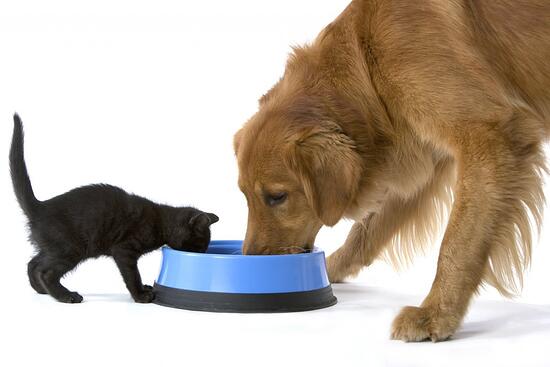 ¿Qué pasa si el perro se come la comida del gato?