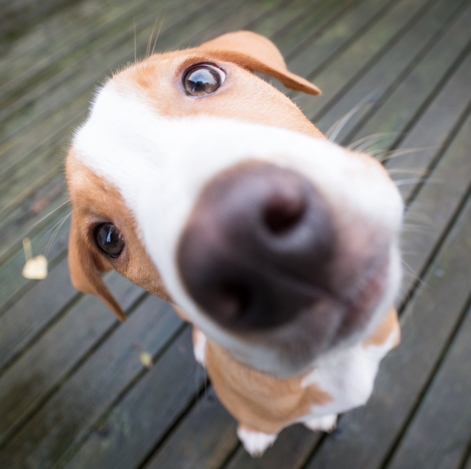 7 curiosidades sobre los perros que probablemente desconozcas