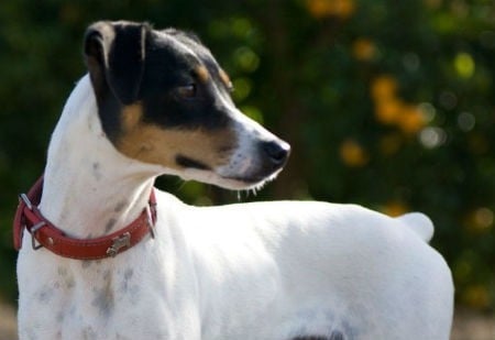 El Bodeguero Andaluz: características de un perro ratonero
