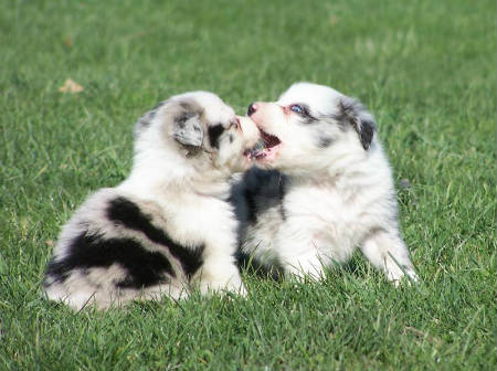 Dentición en perros: ¿cuándo le salen los dientes a los perros?