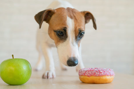 Diabetes en perros - Descubre sus síntomas, causas y tratamiento