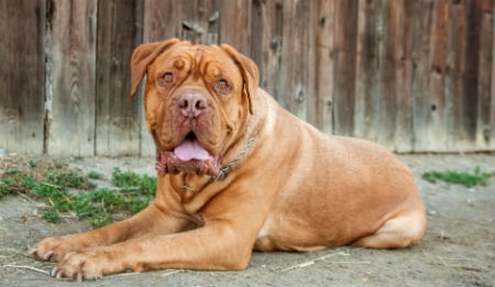 Dogo de Burdeos: origen, características, alimentación y mucho más