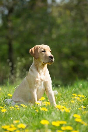El Labrador Retriever: Muy inteligente, amable y noble
