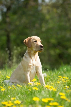 The Labrador Retriever: Very intelligent, kind and noble – Lobo Azul