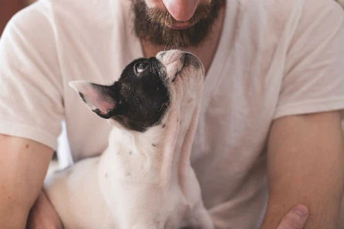 Enfermedades que tienen en común mascotas y humanos