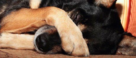 Gases en perros: causas, síntomas y tratamiento