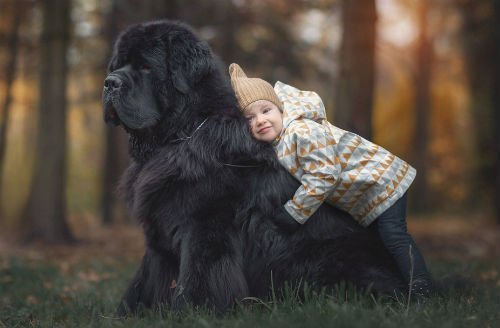 Terranova | un verdadero perro de peluche