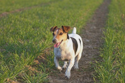 Jack Russell Terrier ¿Conoces a este perrito de caza inglés?