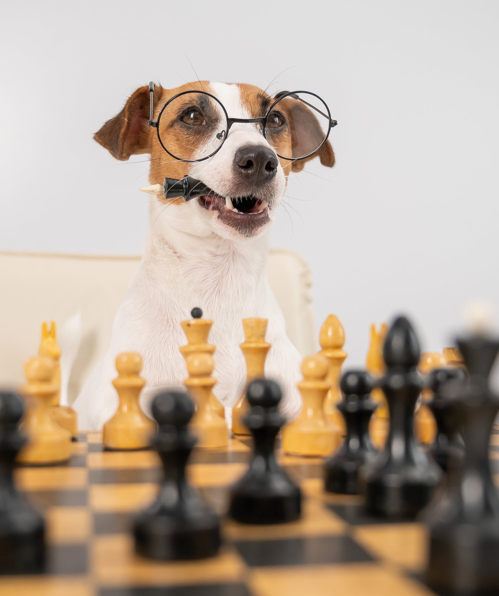 Descubre  los juegos de inteligencia para perros