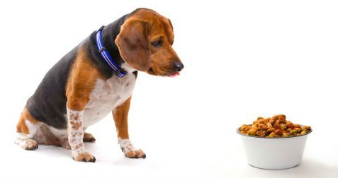 La digestibilidad de los piensos para perros: ¿qué es?
