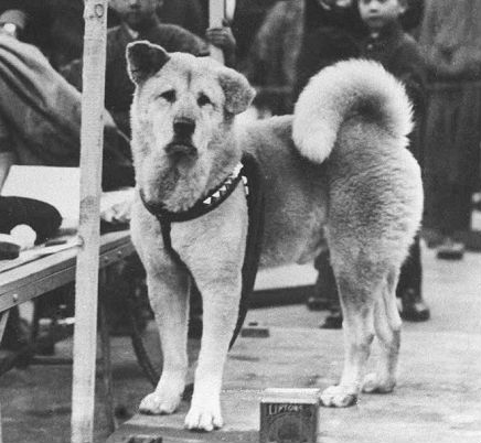 La historia de Hachiko: un perro de película