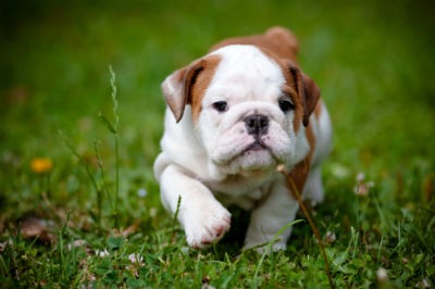 La importancia de las proteínas en la alimentación de nuestros perros