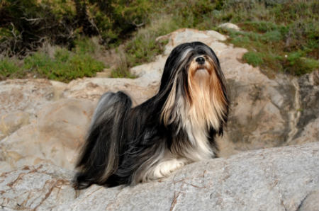 Lhasa Apso - Un gran perro en un pequeño cuerpo