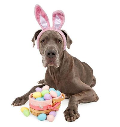Los huevos de Pascua y los perros