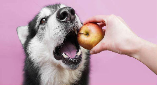 ¿Los perros pueden comer frutas?