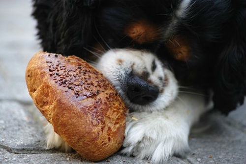 ¿Los perros pueden comer pan?
