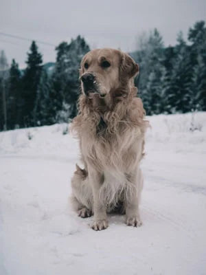 El Golden retriever: Un compañero fiel y versátil