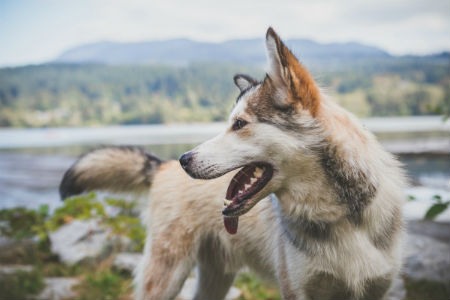 Perro lobo de Saarloos - un amigo enérgico y fuerte